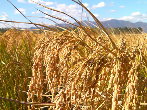 水稻直播，抗倒先行丨詳解水稻抗倒的幾個(gè)關(guān)鍵點(diǎn)
