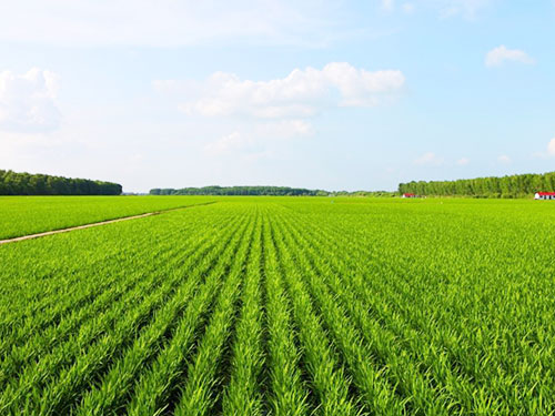 梅雨季節(jié)，警惕小小稻薊馬成“大災(zāi)”