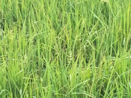 稻桿潛葉蠅危害呈上升趨勢，早預(yù)防是關(guān)鍵