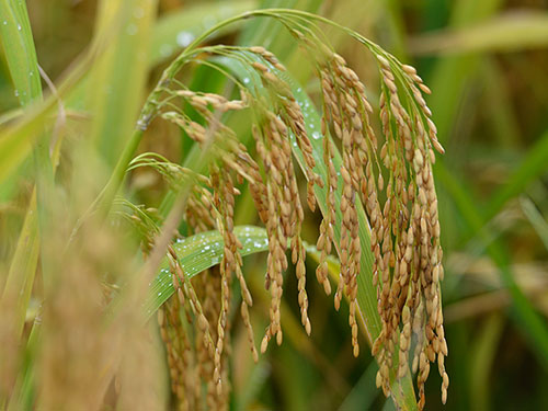 海南產(chǎn)種子打破休眠提高發(fā)芽率實操指南
