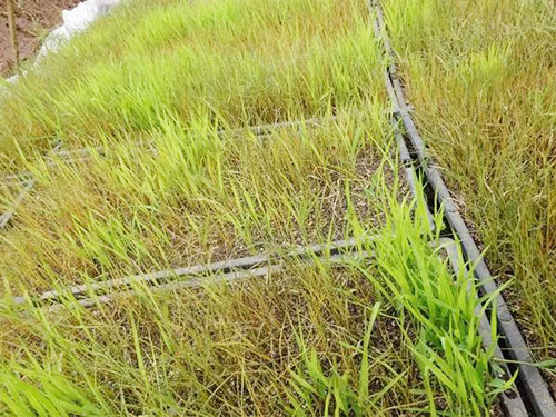 春播正當時，警惕寒潮突襲！