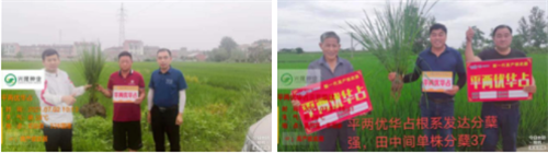 平兩優(yōu)華占我們在行動，你還在等什么？