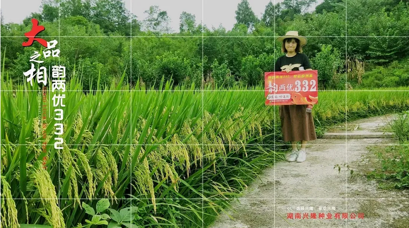 “煙花”臺風(fēng)即將來襲，注意防范，加強水稻田間管理 