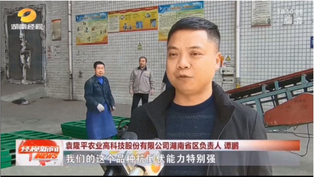 春播備耕 這個水稻品種搶瘋了！??！