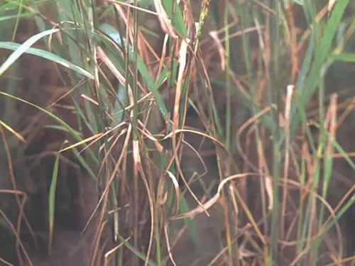 湖南興隆種業(yè)有限公司,長沙稻谷種植與銷售,長沙農(nóng)作物品種的選育,長沙農(nóng)業(yè)病蟲害防治服務(wù)