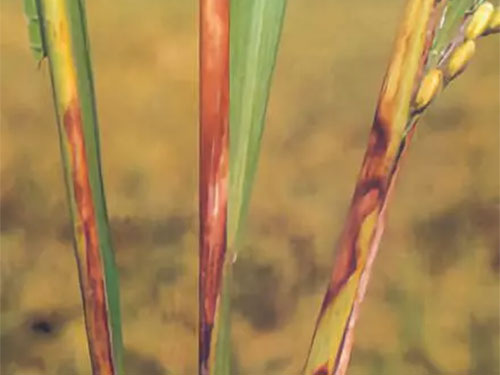 湖南興隆種業(yè)有限公司,長沙稻谷種植與銷售,長沙農(nóng)作物品種的選育,長沙農(nóng)業(yè)病蟲害防治服務(wù)