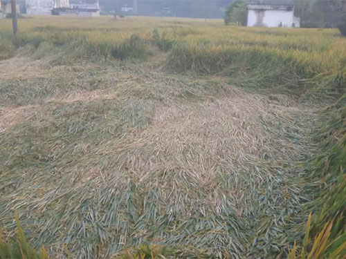 湖南興隆種業(yè)有限公司,長沙稻谷種植與銷售,長沙農(nóng)作物品種的選育,長沙農(nóng)業(yè)病蟲害防治服務(wù)