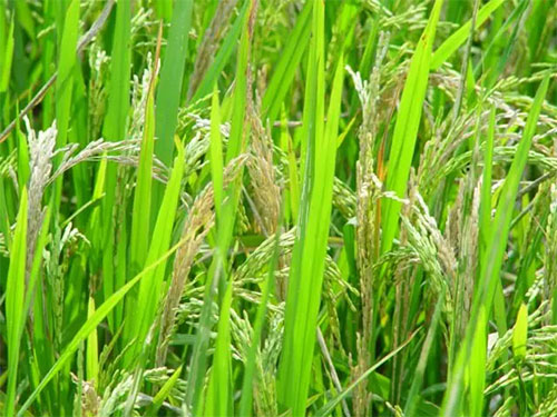 湖南興隆種業(yè)有限公司,長沙稻谷種植與銷售,長沙農(nóng)作物品種的選育,長沙農(nóng)業(yè)病蟲害防治服務(wù)