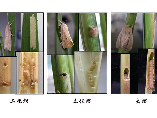 湖南興隆種業(yè)有限公司,長沙稻谷種植與銷售,長沙農(nóng)作物品種的選育,長沙農(nóng)業(yè)病蟲害防治服務(wù)