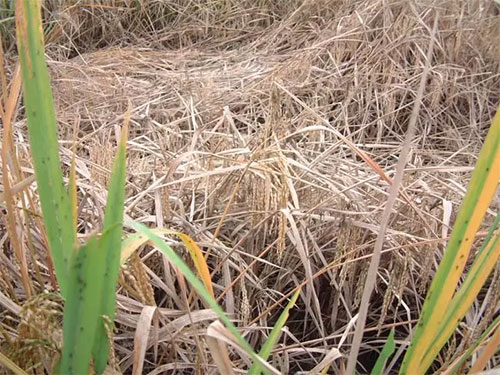 湖南興隆種業(yè)有限公司,長沙稻谷種植與銷售,長沙農(nóng)作物品種的選育,長沙農(nóng)業(yè)病蟲害防治服務(wù)