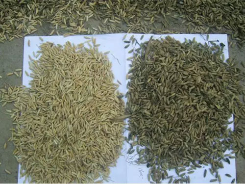 湖南興隆種業(yè)有限公司,長沙稻谷種植與銷售,長沙農(nóng)作物品種的選育,長沙農(nóng)業(yè)病蟲害防治服務(wù)