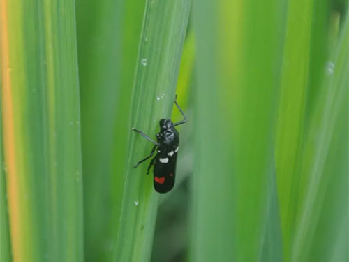 湖南興隆種業(yè)有限公司,長沙稻谷種植與銷售,長沙農(nóng)作物品種的選育,長沙農(nóng)業(yè)病蟲害防治服務(wù)