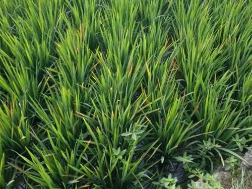 湖南興隆種業(yè)有限公司,長沙稻谷種植與銷售,長沙農(nóng)作物品種的選育,長沙農(nóng)業(yè)病蟲害防治服務(wù)