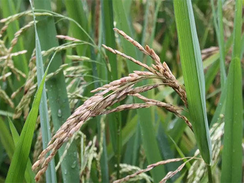 湖南興隆種業(yè)有限公司,長沙稻谷種植與銷售,長沙農(nóng)作物品種的選育,長沙農(nóng)業(yè)病蟲害防治服務(wù)