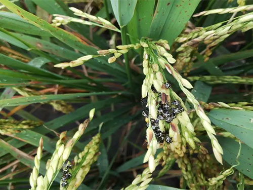 湖南興隆種業(yè)有限公司,長沙稻谷種植與銷售,長沙農(nóng)作物品種的選育,長沙農(nóng)業(yè)病蟲害防治服務(wù)