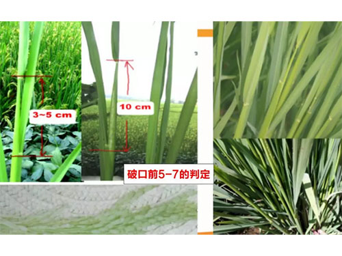 湖南興隆種業(yè)有限公司,長沙稻谷種植與銷售,長沙農(nóng)作物品種的選育,長沙農(nóng)業(yè)病蟲害防治服務(wù)