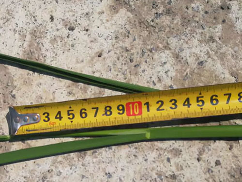 湖南興隆種業(yè)有限公司,長沙稻谷種植與銷售,長沙農(nóng)作物品種的選育,長沙農(nóng)業(yè)病蟲害防治服務(wù)