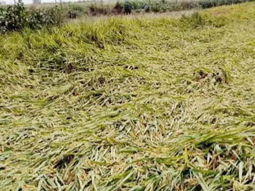 湖南興隆種業(yè)有限公司,長沙稻谷種植與銷售,長沙農(nóng)作物品種的選育,長沙農(nóng)業(yè)病蟲害防治服務(wù)