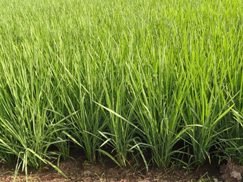 湖南興隆種業(yè)有限公司,長沙稻谷種植與銷售,長沙農(nóng)作物品種的選育,長沙農(nóng)業(yè)病蟲害防治服務(wù)