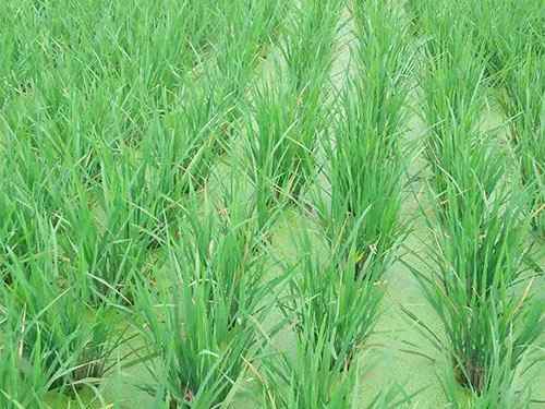 湖南興隆種業(yè)有限公司,長沙稻谷種植與銷售,長沙農(nóng)作物品種的選育,長沙農(nóng)業(yè)病蟲害防治服務