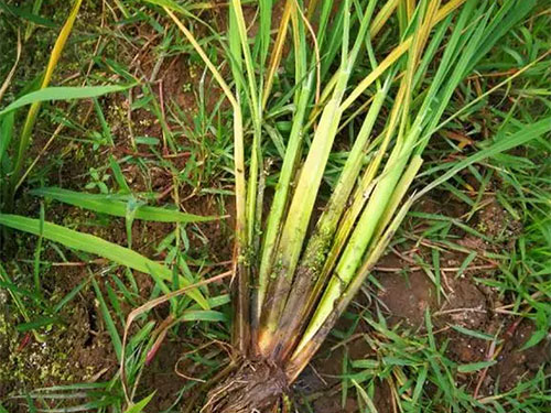 湖南興隆種業(yè)有限公司,長沙稻谷種植與銷售,長沙農(nóng)作物品種的選育,長沙農(nóng)業(yè)病蟲害防治服務