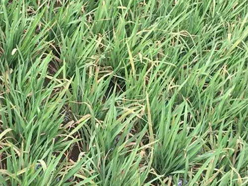 湖南興隆種業(yè)有限公司,長沙稻谷種植與銷售,長沙農(nóng)作物品種的選育,長沙農(nóng)業(yè)病蟲害防治服務