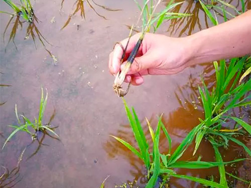 湖南興隆種業(yè)有限公司,長沙稻谷種植與銷售,長沙農(nóng)作物品種的選育,長沙農(nóng)業(yè)病蟲害防治服務
