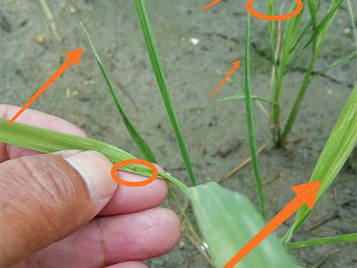 湖南興隆種業(yè)有限公司,長沙稻谷種植與銷售,長沙農(nóng)作物品種的選育,長沙農(nóng)業(yè)病蟲害防治服務