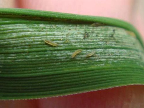 湖南興隆種業(yè)有限公司,長沙稻谷種植與銷售,長沙農(nóng)作物品種的選育,長沙農(nóng)業(yè)病蟲害防治服務