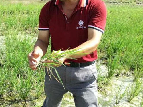 湖南興隆種業(yè)有限公司,長沙稻谷種植與銷售,長沙農(nóng)作物品種的選育,長沙農(nóng)業(yè)病蟲害防治服務