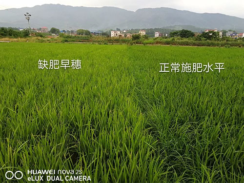 湖南興隆種業(yè)有限公司,長沙稻谷種植與銷售,長沙農(nóng)作物品種的選育,長沙農(nóng)業(yè)病蟲害防治服務(wù)