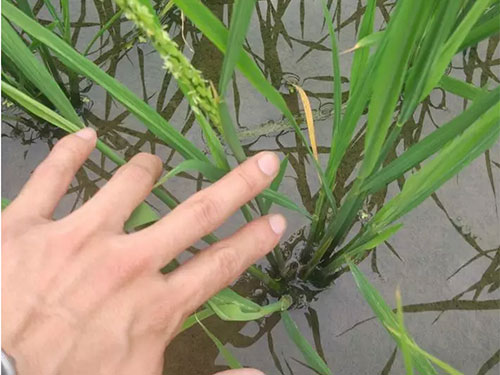 湖南興隆種業(yè)有限公司,長沙稻谷種植與銷售,長沙農(nóng)作物品種的選育,長沙農(nóng)業(yè)病蟲害防治服務(wù)