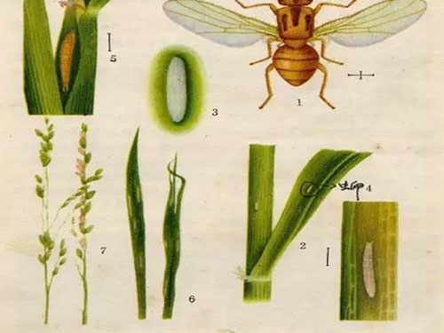 湖南興隆種業(yè)有限公司,長沙稻谷種植與銷售,長沙農(nóng)作物品種的選育,長沙農(nóng)業(yè)病蟲害防治服務(wù) 湖南興隆種業(yè)有限公司,長沙稻谷種植與銷售,長沙農(nóng)作物品種的選育,長沙農(nóng)業(yè)病蟲害防治服務(wù)