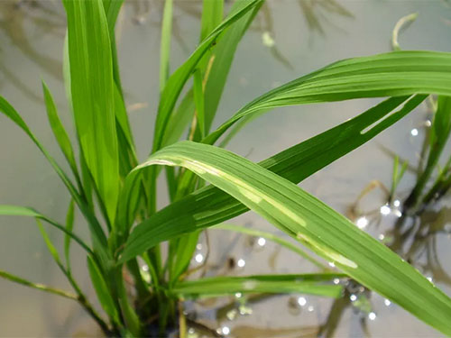 湖南興隆種業(yè)有限公司,長沙稻谷種植與銷售,長沙農(nóng)作物品種的選育,長沙農(nóng)業(yè)病蟲害防治服務(wù) 湖南興隆種業(yè)有限公司,長沙稻谷種植與銷售,長沙農(nóng)作物品種的選育,長沙農(nóng)業(yè)病蟲害防治服務(wù)