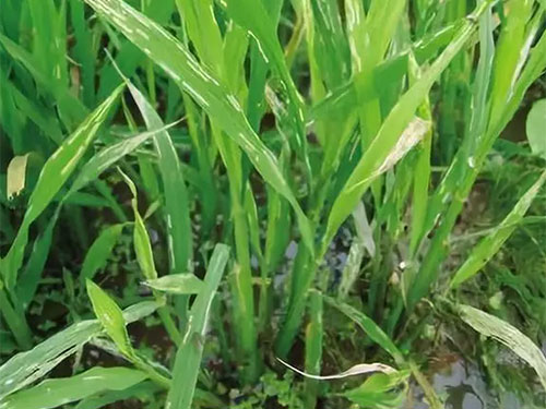 湖南興隆種業(yè)有限公司,長沙稻谷種植與銷售,長沙農(nóng)作物品種的選育,長沙農(nóng)業(yè)病蟲害防治服務(wù) 湖南興隆種業(yè)有限公司,長沙稻谷種植與銷售,長沙農(nóng)作物品種的選育,長沙農(nóng)業(yè)病蟲害防治服務(wù)