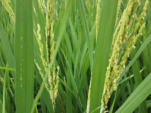 湖南興隆種業(yè)有限公司,長沙稻谷種植與銷售,長沙農(nóng)作物品種的選育,長沙農(nóng)業(yè)病蟲害防治服務(wù) 湖南興隆種業(yè)有限公司,長沙稻谷種植與銷售,長沙農(nóng)作物品種的選育,長沙農(nóng)業(yè)病蟲害防治服務(wù)