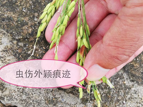 湖南興隆種業(yè)有限公司,長沙稻谷種植與銷售,長沙農(nóng)作物品種的選育,長沙農(nóng)業(yè)病蟲害防治服務(wù) 湖南興隆種業(yè)有限公司,長沙稻谷種植與銷售,長沙農(nóng)作物品種的選育,長沙農(nóng)業(yè)病蟲害防治服務(wù)