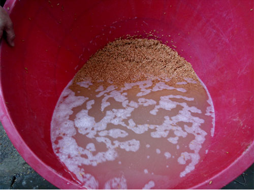 湖南興隆種業(yè)有限公司,長沙稻谷種植與銷售,長沙農作物品種的選育,長沙農業(yè)病蟲害防治服務