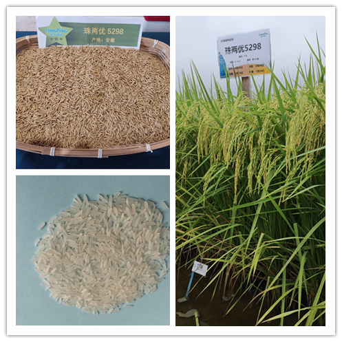 湖南興隆種業(yè)有限公司,長沙稻谷種植與銷售,長沙農(nóng)作物品種的選育,長沙農(nóng)業(yè)病蟲害防治服務(wù) 湖南興隆種業(yè)有限公司,長沙稻谷種植與銷售,長沙農(nóng)作物品種的選育,長沙農(nóng)業(yè)病蟲害防治服務(wù)