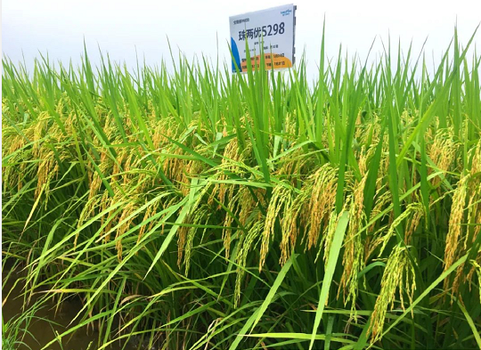 湖南興隆種業(yè)有限公司,長沙稻谷種植與銷售,長沙農(nóng)作物品種的選育,長沙農(nóng)業(yè)病蟲害防治服務(wù) 湖南興隆種業(yè)有限公司,長沙稻谷種植與銷售,長沙農(nóng)作物品種的選育,長沙農(nóng)業(yè)病蟲害防治服務(wù)