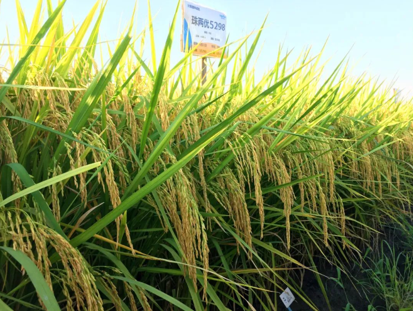 湖南興隆種業(yè)有限公司,長沙稻谷種植與銷售,長沙農(nóng)作物品種的選育,長沙農(nóng)業(yè)病蟲害防治服務(wù) 湖南興隆種業(yè)有限公司,長沙稻谷種植與銷售,長沙農(nóng)作物品種的選育,長沙農(nóng)業(yè)病蟲害防治服務(wù)