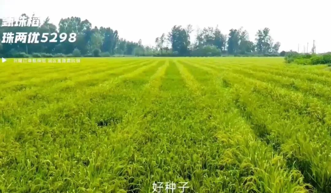 湖南興隆種業(yè)有限公司,長沙稻谷種植與銷售,長沙農作物品種的選育,長沙農業(yè)病蟲害防治服務 湖南興隆種業(yè)有限公司,長沙稻谷種植與銷售,長沙農作物品種的選育,長沙農業(yè)病蟲害防治服務