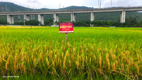 湖南興隆種業(yè)有限公司,長沙稻谷種植與銷售,長沙農(nóng)作物品種的選育,長沙農(nóng)業(yè)病蟲害防治服務(wù)