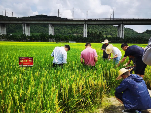 湖南興隆種業(yè)有限公司,長沙稻谷種植與銷售,長沙農(nóng)作物品種的選育,長沙農(nóng)業(yè)病蟲害防治服務(wù)
