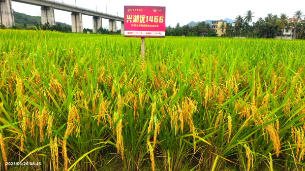 湖南興隆種業(yè)有限公司,長沙稻谷種植與銷售,長沙農(nóng)作物品種的選育,長沙農(nóng)業(yè)病蟲害防治服務(wù)
