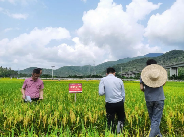 湖南興隆種業(yè)有限公司,長沙稻谷種植與銷售,長沙農(nóng)作物品種的選育,長沙農(nóng)業(yè)病蟲害防治服務(wù)