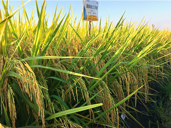 湖南興隆種業(yè)有限公司,長(zhǎng)沙稻谷種植與銷售,長(zhǎng)沙農(nóng)作物品種的選育,長(zhǎng)沙農(nóng)業(yè)病蟲害防治服務(wù)
