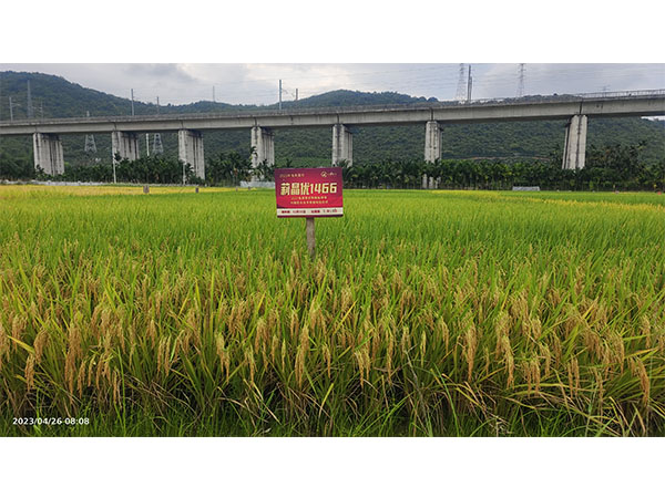 湖南興隆種業(yè)有限公司,長沙稻谷種植與銷售,長沙農作物品種的選育,長沙農業(yè)病蟲害防治服務