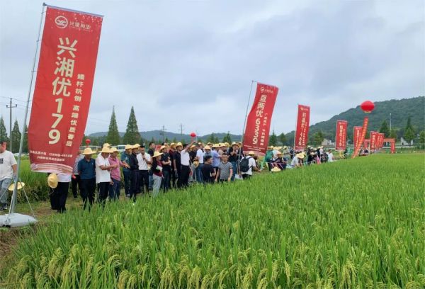 湖南興隆種業(yè)有限公司,長(zhǎng)沙稻谷種植與銷(xiāo)售,長(zhǎng)沙農(nóng)作物品種的選育,長(zhǎng)沙農(nóng)業(yè)病蟲(chóng)害防治服務(wù)