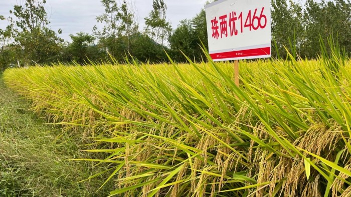 湖南興隆種業(yè)有限公司,長(zhǎng)沙稻谷種植與銷售,長(zhǎng)沙農(nóng)作物品種的選育,長(zhǎng)沙農(nóng)業(yè)病蟲害防治服務(wù) 湖南興隆種業(yè)有限公司,長(zhǎng)沙稻谷種植與銷售,長(zhǎng)沙農(nóng)作物品種的選育,長(zhǎng)沙農(nóng)業(yè)病蟲害防治服務(wù)